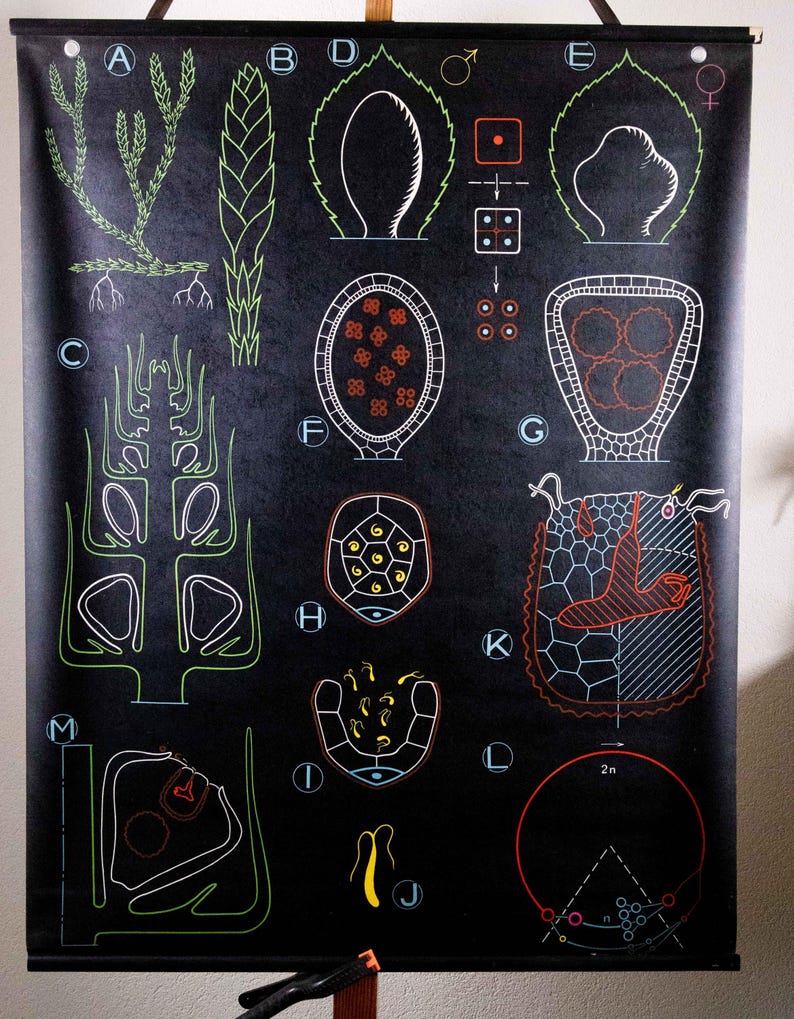 Vintage Pull Down Chart Selaginella Dr. Auzoux School Chart - Etsy