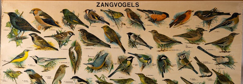 Vintage Pull Down Chart Songbirds School Chart - Etsy