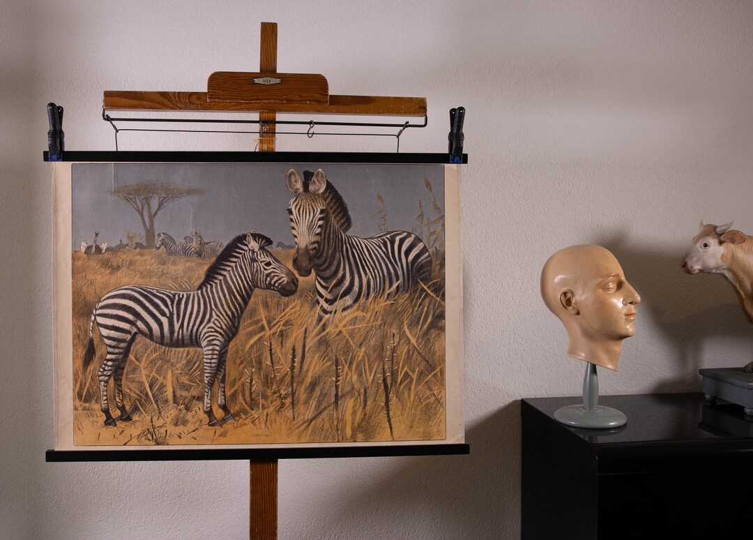 Vintage Old Print on Thick Paper School Chart Zebra , Note You Only Buy