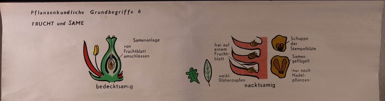 Vintage Botanical Pull Down Chart Botanist Basic Concepts 6 – Types of ...