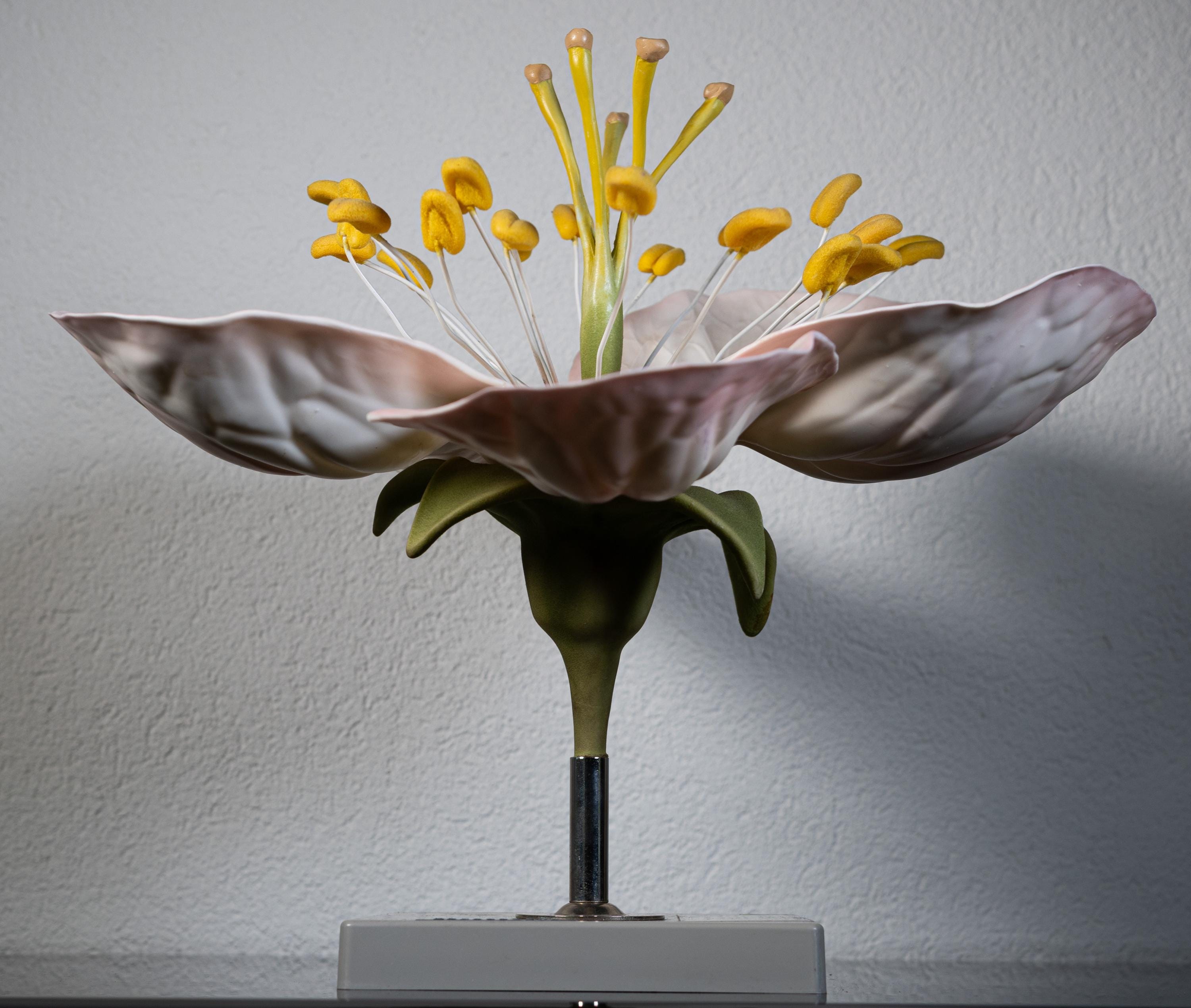 Vintage Botanical XXL Model of Apple Blossom, These Models, Used for ...