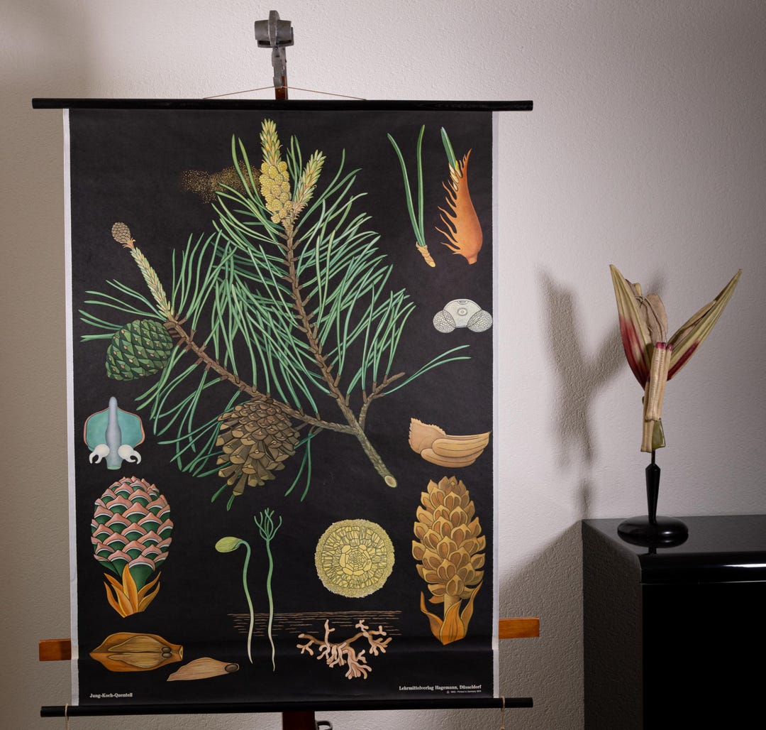 Vintage Pull Down School Chart Pine by Jung Koch Quentell - Etsy