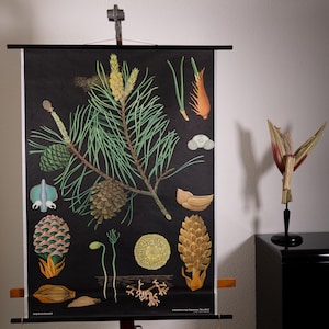 Vintage Pull down School Chart Pine by Jung Koch Quentell
