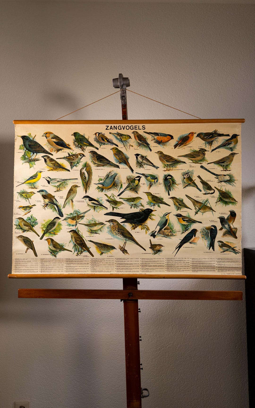 Vintage Pull Down Chart Songbirds School Chart - Etsy