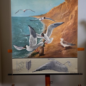 May include: A vintage educational wall chart featuring a coastal scene with multiple black-headed gulls in flight and perched on a sandy cliff. The lower section displays detailed anatomical illustrations of a single bird wing and a feather.