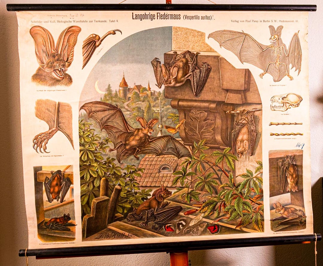 Vintage Pull Down Chart Bat School Chart - Etsy
