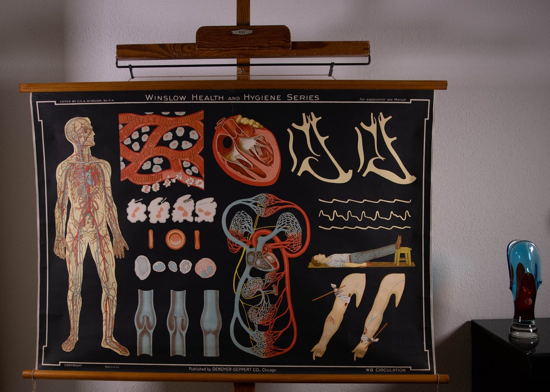 Vintage Pull Down Chart W8 Blood Circulation School Chart Lithograph - Etsy