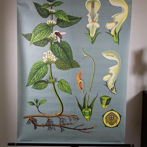 Vintage Pull down School Chart  White Deadnettle and a Bee  Jung Koch Quentell