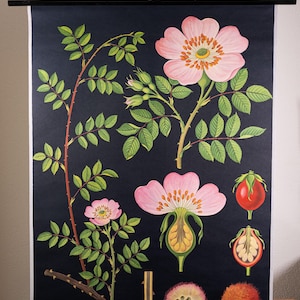 Vintage Pull down School Chart Rose by Jung Koch Quentell