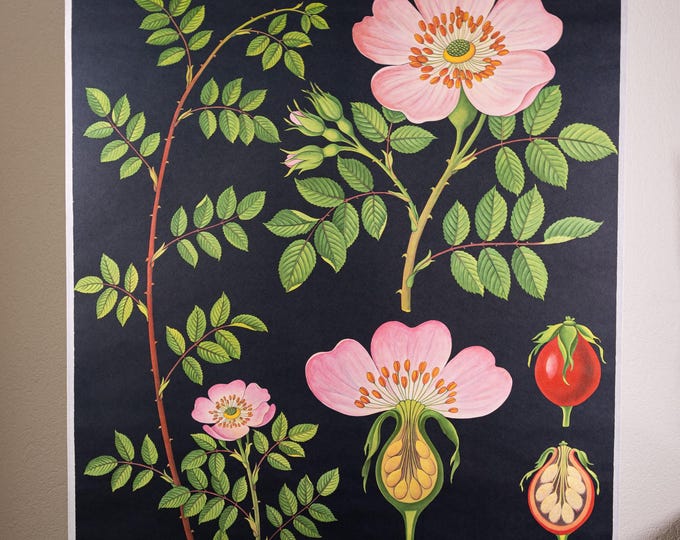 Vintage Pull Down School Chart Rose by Jung Koch Quentell - Etsy