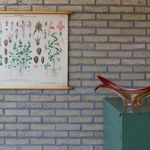 Può includere: Una tavola botanica vintage con illustrazioni dettagliate di varie specie vegetali e testo, esposta accanto a una moderna ciotola in vetro allungata con sfumature rosso scuro, arancione e trasparente, appoggiata su un mobile in metallo verde.