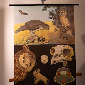 May include: Vintage educational poster featuring detailed illustrations of birds of prey, including a hawk, owl, and various anatomical diagrams. The artwork showcases a mix of natural colors, with a focus on the birds' features and habitats.