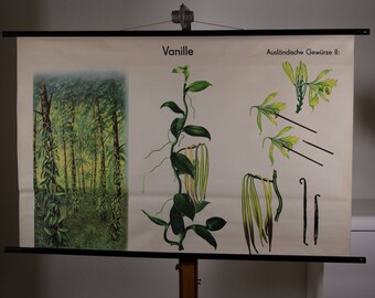 Pull Down School Chart Pine Jung Koch Quentell Lithograph - Etsy
