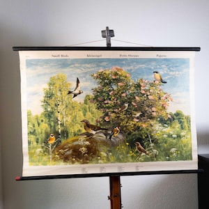 Könnte beinhalten: Eine historische pädagogische Wandtafel mit einer detaillierten Illustration verschiedener kleiner Vögel in einer Naturlandschaft. Der Text oben lautet Small Birds, Kleinvögel, Petits Oiseaux und Pajaros. Die Szene zeigt Bäume, Blumen und Vögel.