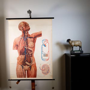 Può includere: Una tavola anatomica da parete vintage con un'illustrazione dettagliata del torso umano con organi interni, vasi sanguigni e diagrammi circolatori in rosso e blu, sospesa a una cornice in legno nero con meccanismo di sospensione.