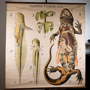 Pode incluir: Um cartaz educativo vintage intitulado Amphibia, Urodela, Triton, apresentando ilustrações anatómicas detalhadas de tritões em vários estágios de desenvolvimento, incluindo larvas e um espécime adulto com órgãos internos expostos, rotulados com letras.