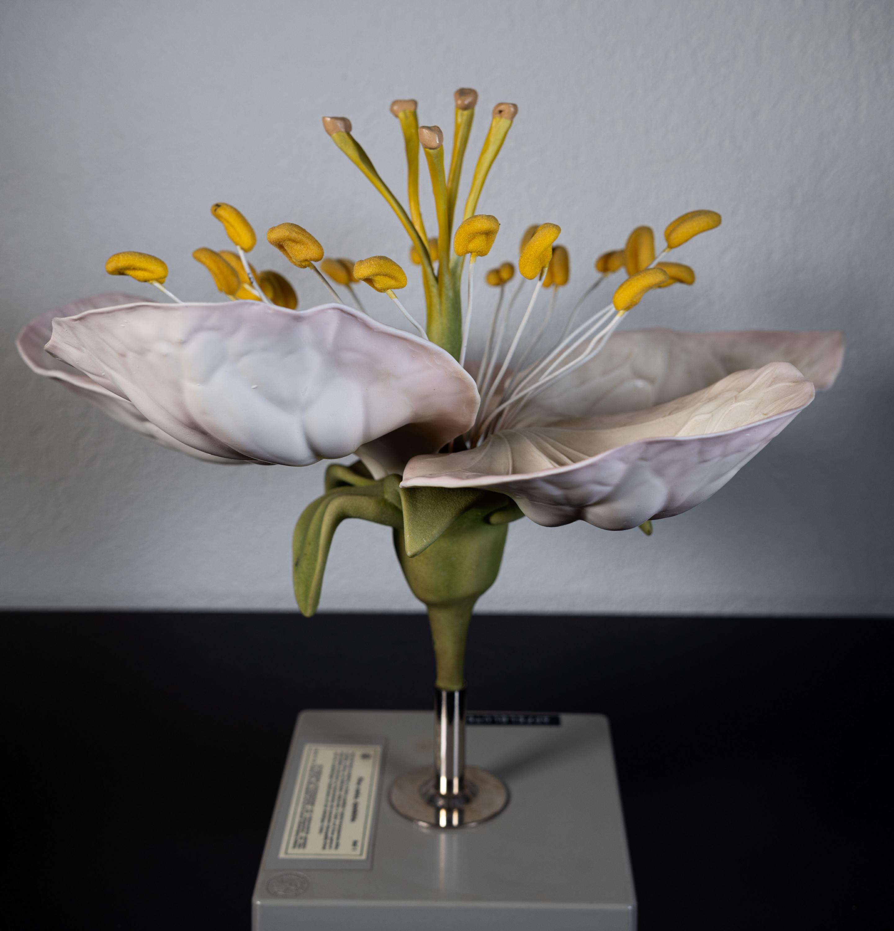 Vintage Botanical XXL Model of Apple Blossom, These Models, Used for ...