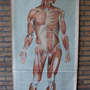Könnte beinhalten: Eine große pädagogische Wandtafel mit einer detaillierten anatomischen Darstellung des menschlichen Muskelsystems. Die Figur ist von vorne abgebildet und zeigt rotes Muskelgewebe, weiße Sehnen und Knochen vor einem hellgrünen Hintergrund.