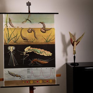 Tabella scolastica vintage a scomparsa Mosquito di Jung Koch Quentell