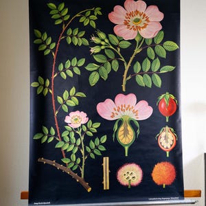 May include: Botanical illustration of a rose plant on a dark background. The poster shows detailed drawings of the flower, leaves, stem, and fruit. The rose is depicted in various stages of growth, with pink petals and green foliage.