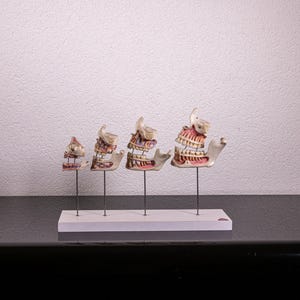 Vintage anatomical model of a the development of human teeth , used for education classroom purposes 60/70, by Somso