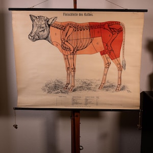 Pode incluir: Um cartaz educativo vintage intitulado Fleischteile des Kalbes com uma ilustração anatómica detalhada de um vitelo com secções numeradas destacadas a vermelho e laranja, suspenso numa haste de madeira preta sobre um suporte.