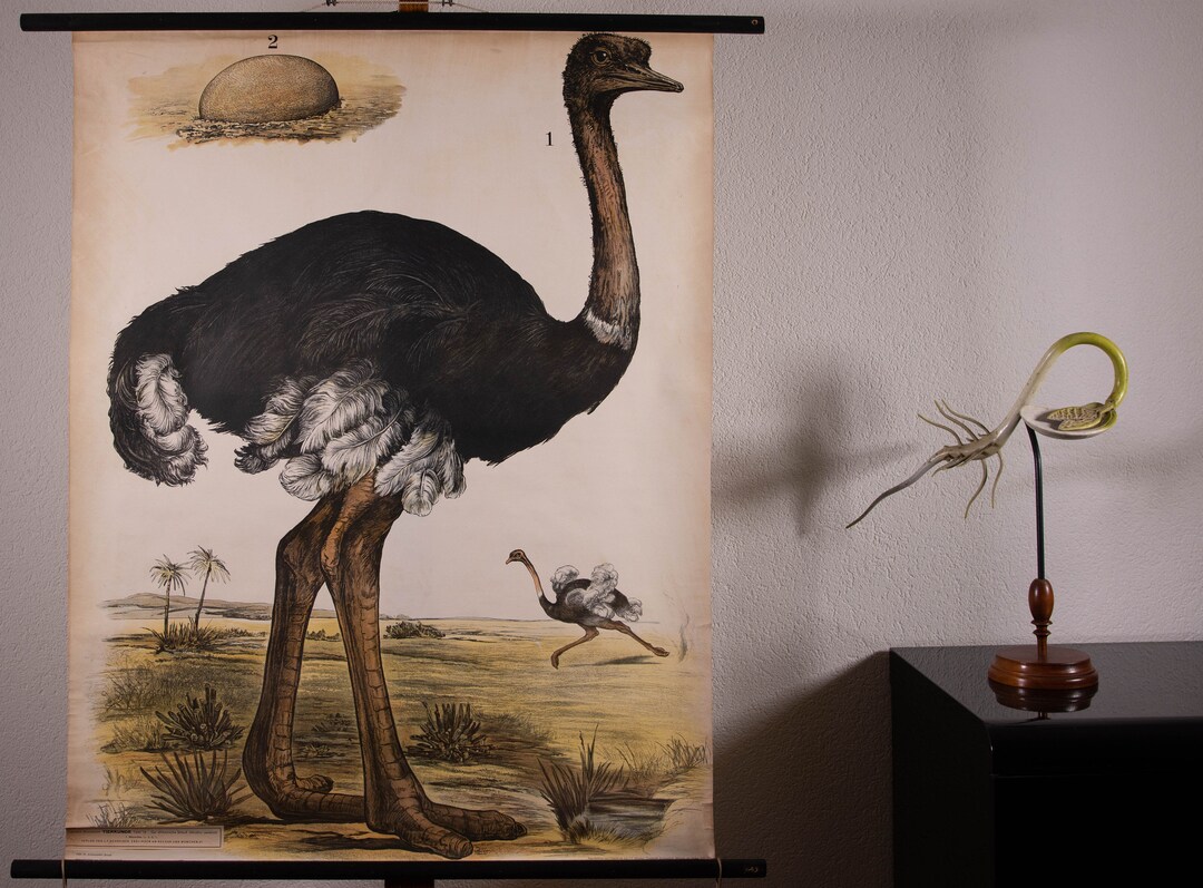 Vintage Pull Down Chart Ostrich School Chart - Etsy