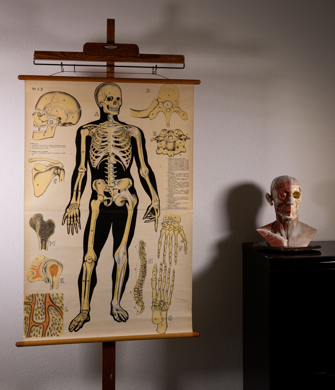 Vintage Pull Down Chart Skeleton School Chart - Etsy