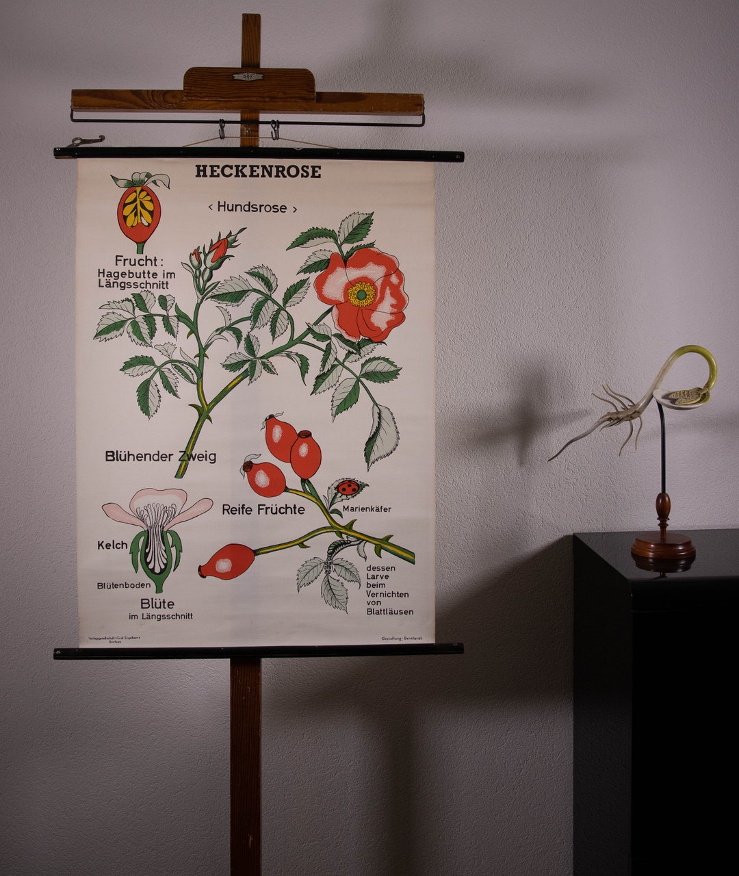 Vintage Pull Down Chart Wild Rose School Chart - Etsy