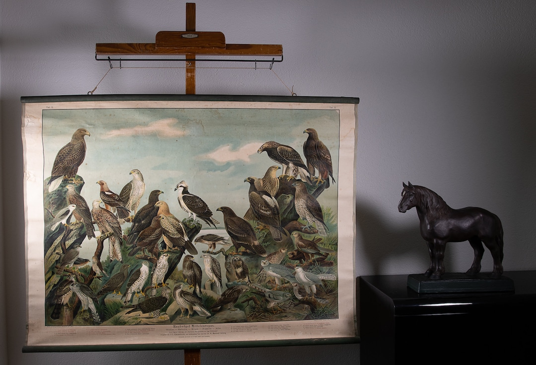 Vintage Pull Down Chart Birds of Prey in the Middle of Europe II School