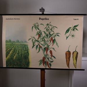 Vintage  Pull Down Chart Bell Pepper  School Chart