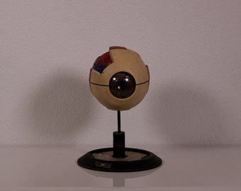 Vintage anatomical model of an Eye, these models, used for educational classroom purposes, 1950/60