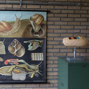 Pull down School Chart Snail Jung Koch Quentell Lithograph