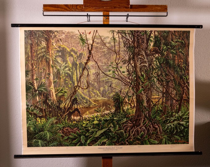 Vintage Pull Down Chart the Jungle in South America School Chart - Etsy