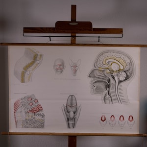 Può includere: Antica tavola anatomica con illustrazioni dettagliate del cervello umano, della lingua e di altre strutture anatomiche. La tavola è montata su una cornice di legno. Le illustrazioni sono in bianco, nero e giallo.