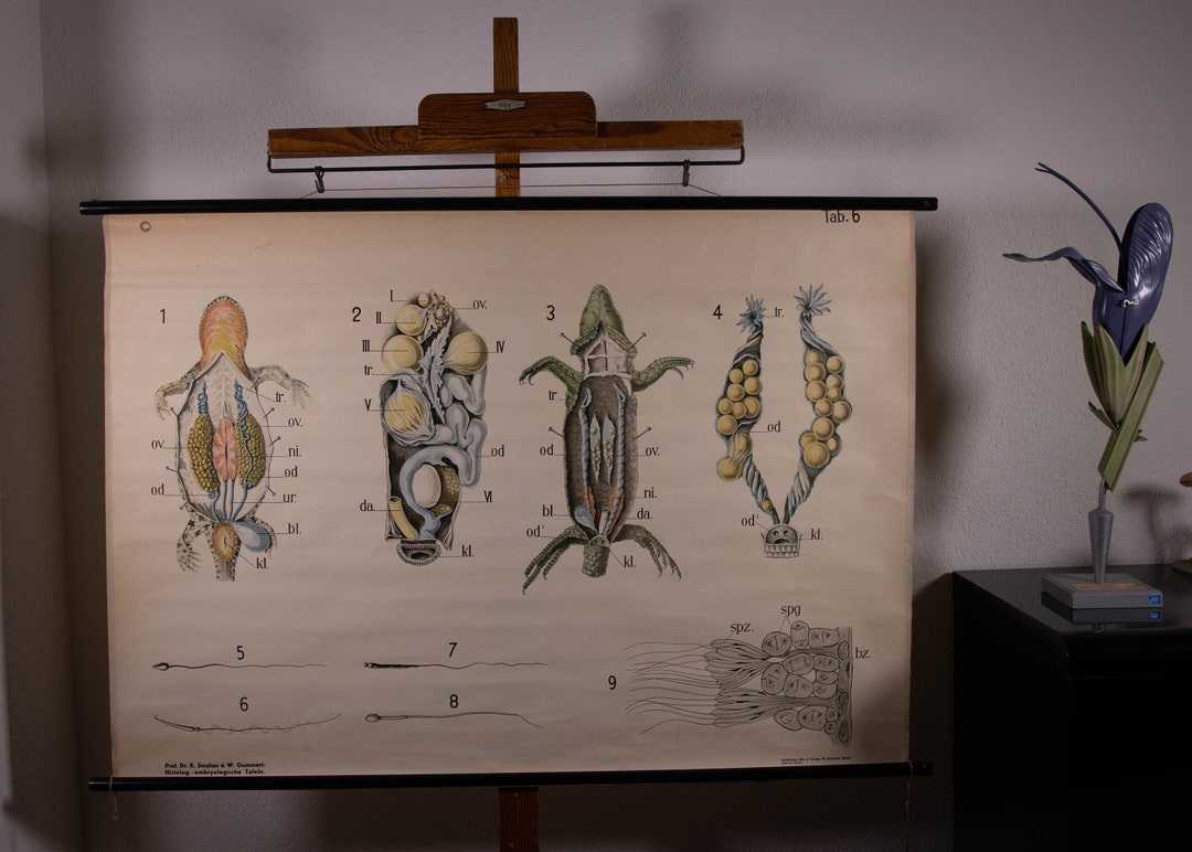 Vintage Pull Down Chart Embryological Chart No. 6 School Chart - Etsy