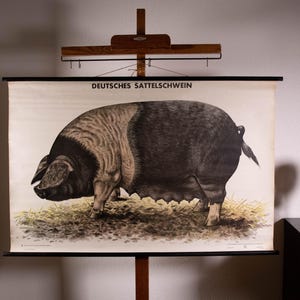 May include: A vintage educational wall chart featuring a detailed illustration of a German Saddleback pig, labelled DEUTSCHES SATTELSCHWEIN. The pig has a black front and rear with a white band across its midsection, standing on a patch of straw.