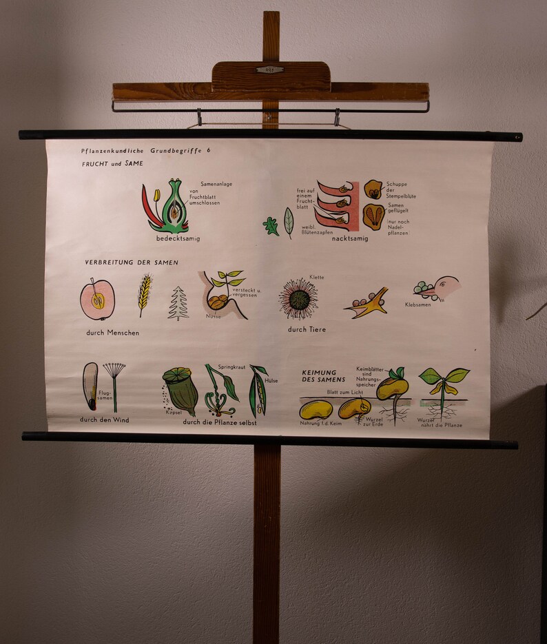 Vintage Botanical Pull Down Chart Botanist Basic Concepts 6 – Types of ...
