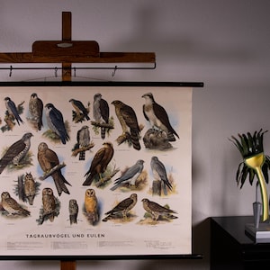 May include: A vintage educational chart featuring illustrations of various birds of prey and owls, with German text. The chart is mounted on a wooden frame. Decorative metal sculptures are on a black surface.