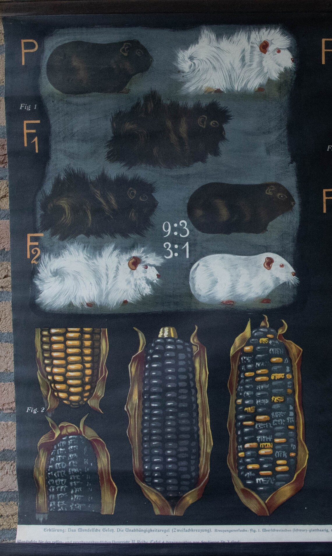 guinea-pig-genetics-calculator-calculatorw