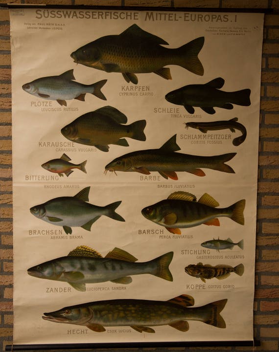 Freshwater Fish Chart