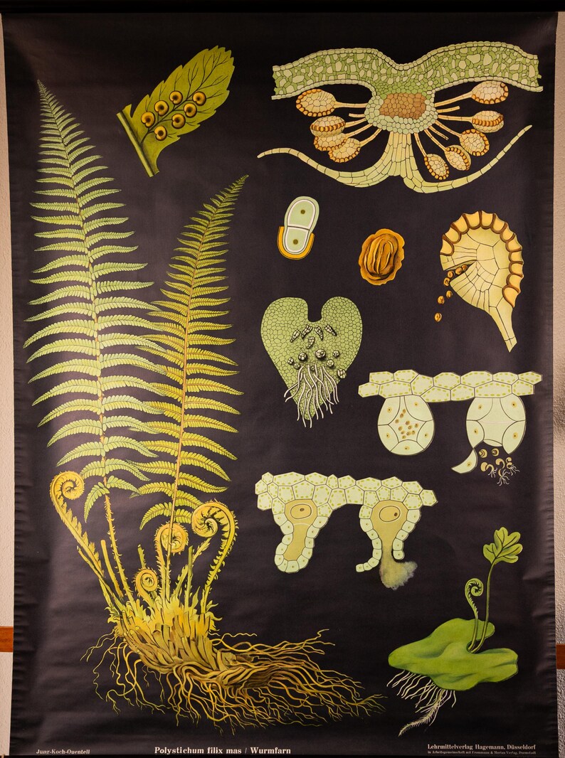 Vintage Pull Down School Chart Fern by Jung Koch Quentell Lithograph - Etsy