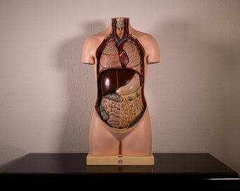 Beautiful and complete model Bust Torso Somso Anatomical