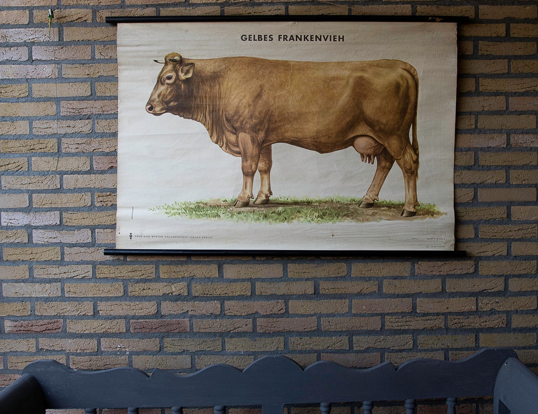 Vintage Pull Down Wall Chart Cow Gelbes Frankenvieh - Etsy