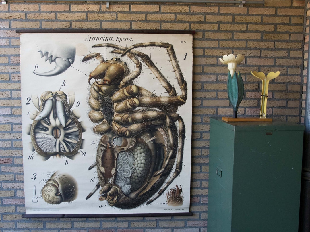 Vintage Pull Down School Chart Spider Pfurtscheller Wall Chart - Etsy