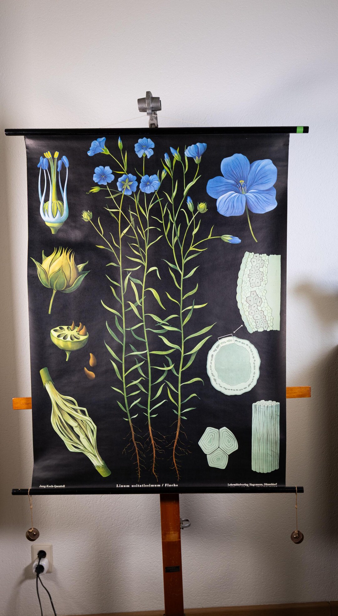 Vintage Pull Down School Chart Flax by Jung Koch Quentell - Etsy
