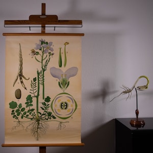 Vintage  Pull Down Chart   Cardamine Pratensis Cuckoo Flower School Chart