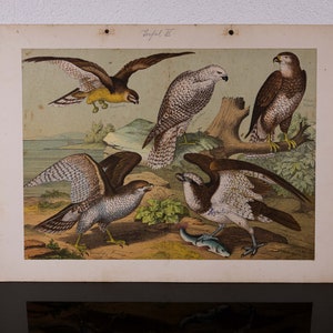 Vintage Chart School Chart Birds 3-4 Lithograph .
