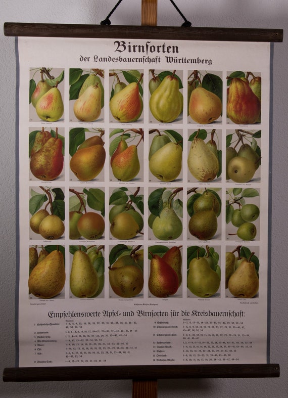 Pear Identification Chart