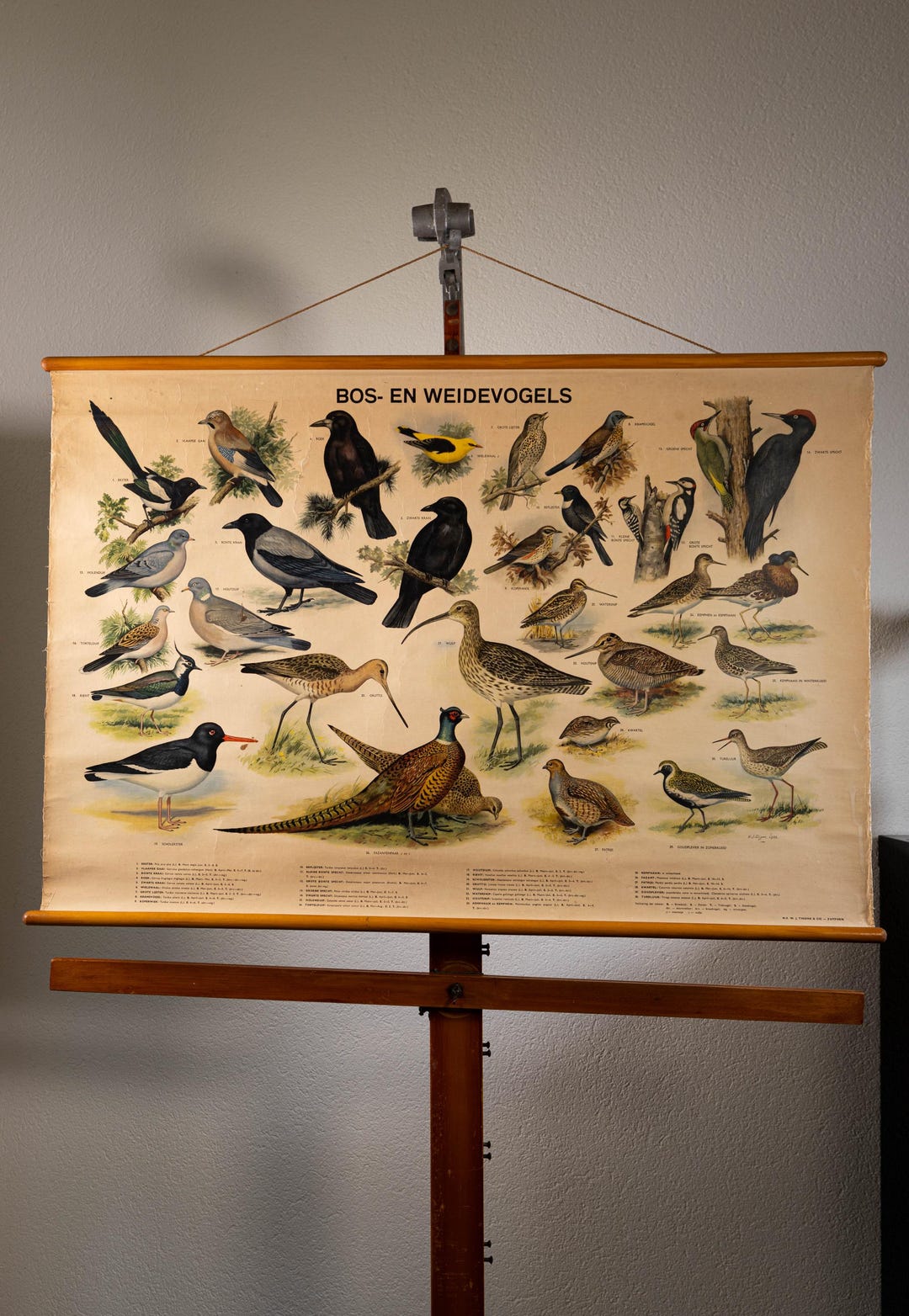 Vintage Pull Down Chart Forest and Meadow Birds School Chart - Etsy